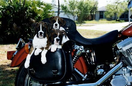 3 puppies in a saddle bag